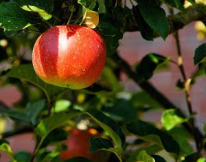 Appel