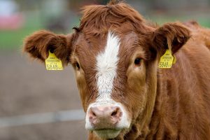 Vaccination in animals