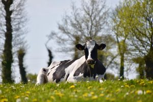 Vaccination in animals