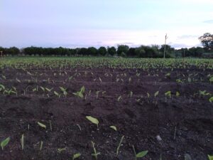  Turmeric crop affected by waterlogging with yellowing leaves due to excess rainfall
