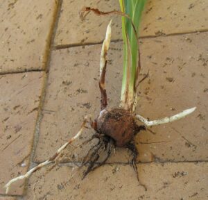 Turmeric crop affected by waterlogging with yellowing leaves due to excess rainfall
