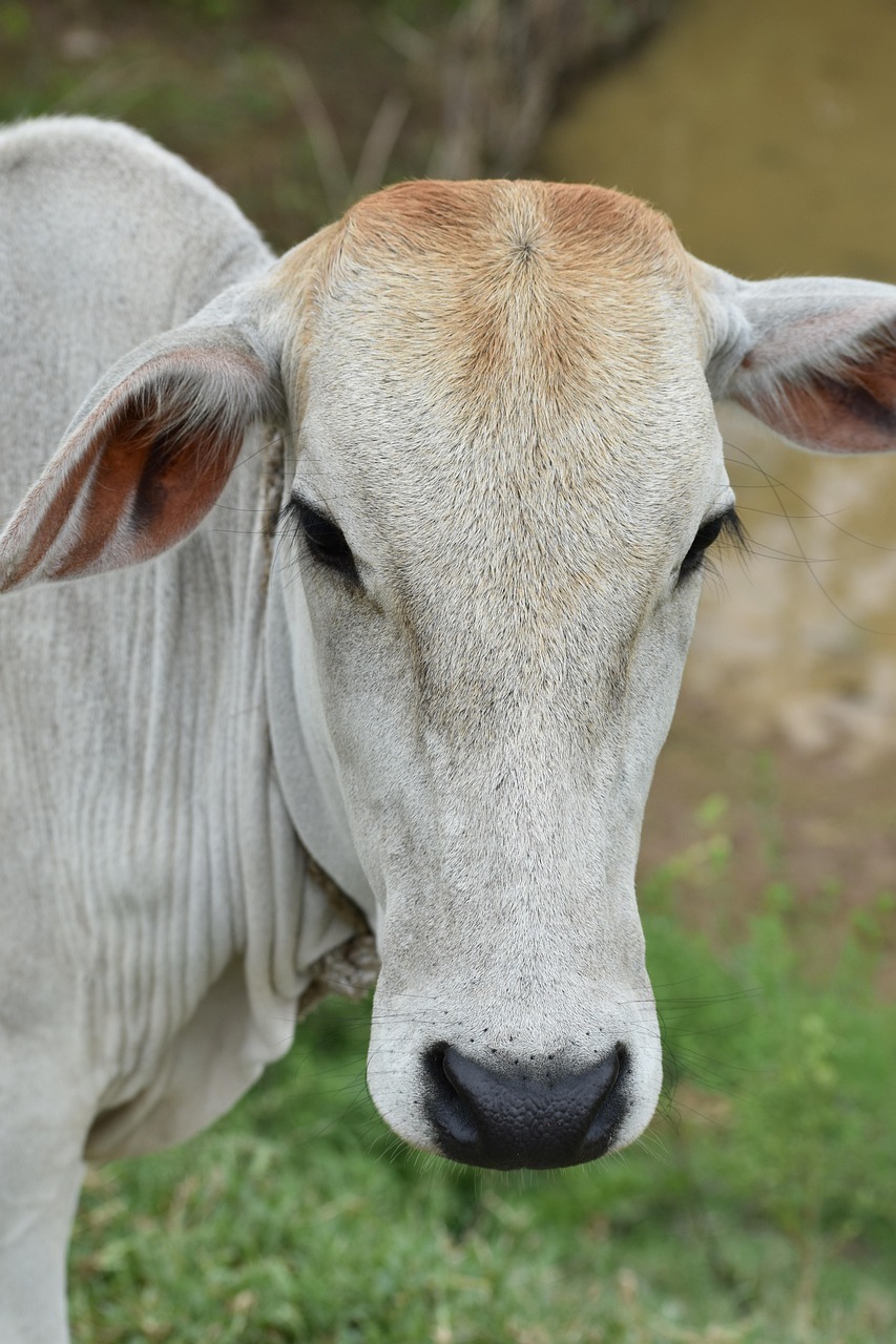 दुधाळ जनावर विमा योजना
