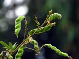 तुरीचे उत्पन्न वाढविण्याचे उपाय