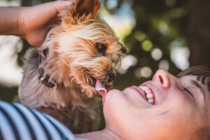 Dog Licking Infection