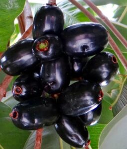 Jamun Benefits in Marathi 